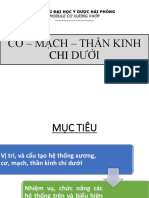 Cơ - Mạch - Thần Kinh Chi Dưới: Trường Đại Học Y Dược Hải Phòng