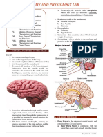 Anatomy and Physiology of the Brain