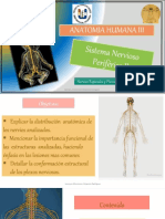 Anatomía - Sistema Nervioso Periférico II.