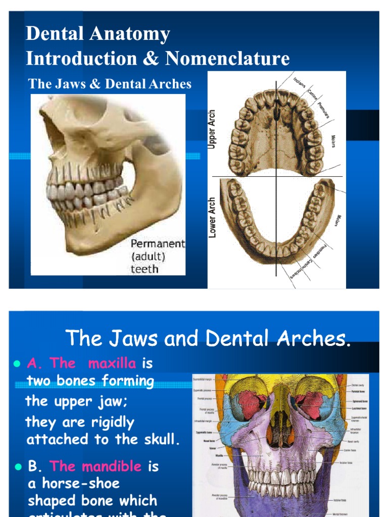 Dental Anatomy | PDF | Tooth | Dental Anatomy