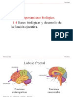 1.4 Funciones Ejecutivas