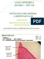 1 Prcticas Sistema Cardiovascular VET 110