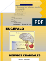 Encefalo y Nervios Craneales, Sistema Autonomo Simpatico y Parasimpatico