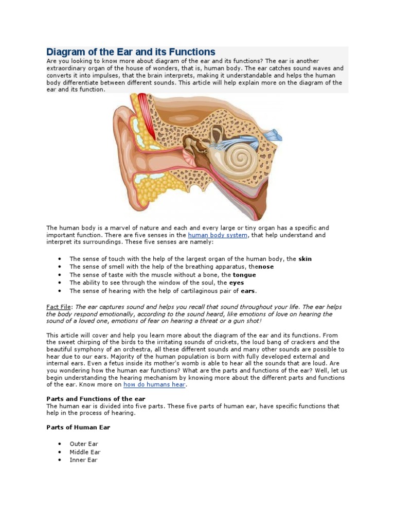 Diagram of the Ear and Its Functions Ear Auditory System