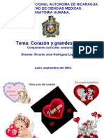 Corazón y Vasos Anatomía