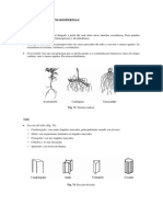 Descripción Angiospermas