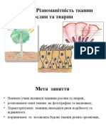 Заняття 11 Класифікація Тканин