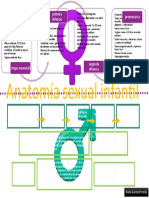 Anatomía Sexual Infanil