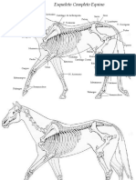 Esqueleto Completo de Caballo