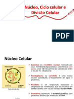 Ciclo Celular e Divisão Celular