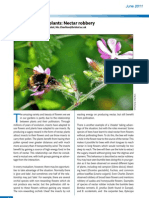 When Bees Exploit Plants: Nectar Robbery: Nicholas Charlton, University of Bristol, Nic - Charlton@bristol - Ac.uk