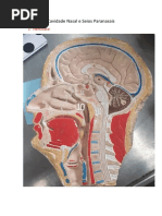 Suturas Do Crânio Resumo Pdf Anatomia Anatomia Humana