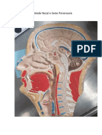 Cavidade Nasal e Seios Paranasais: Anatomia e Estruturas