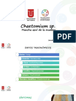 Chaetomium SP - Castro