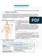 Sistema Endocrino