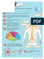 Actividad Sistema Nervioso