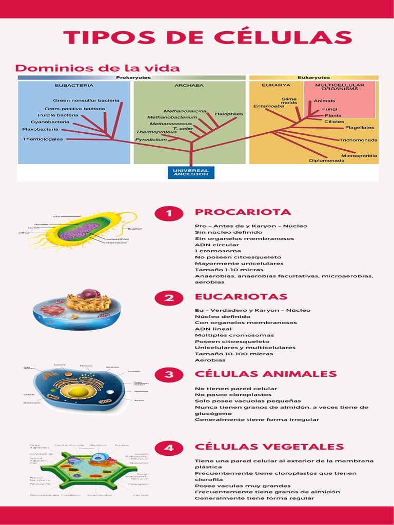 Tipos de Células: Procariotas y Eucariotas | PDF | Ciencia y matemáticas
