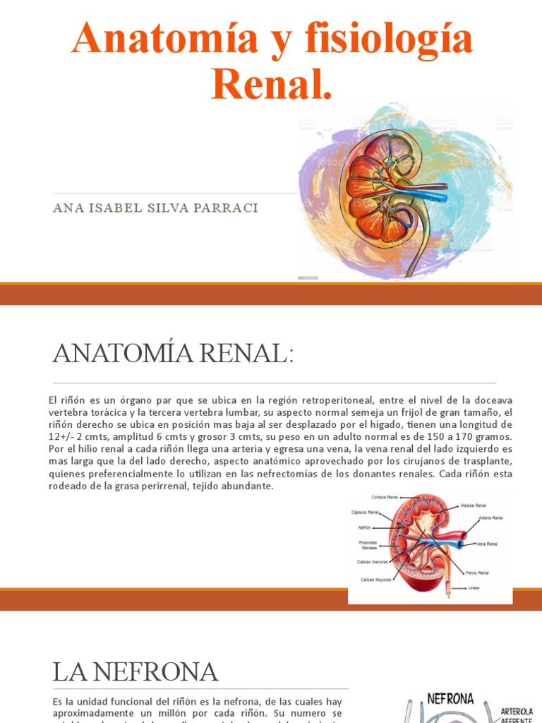 Anatomía y fisiología renal: Una descripción detallada de la estructura ...