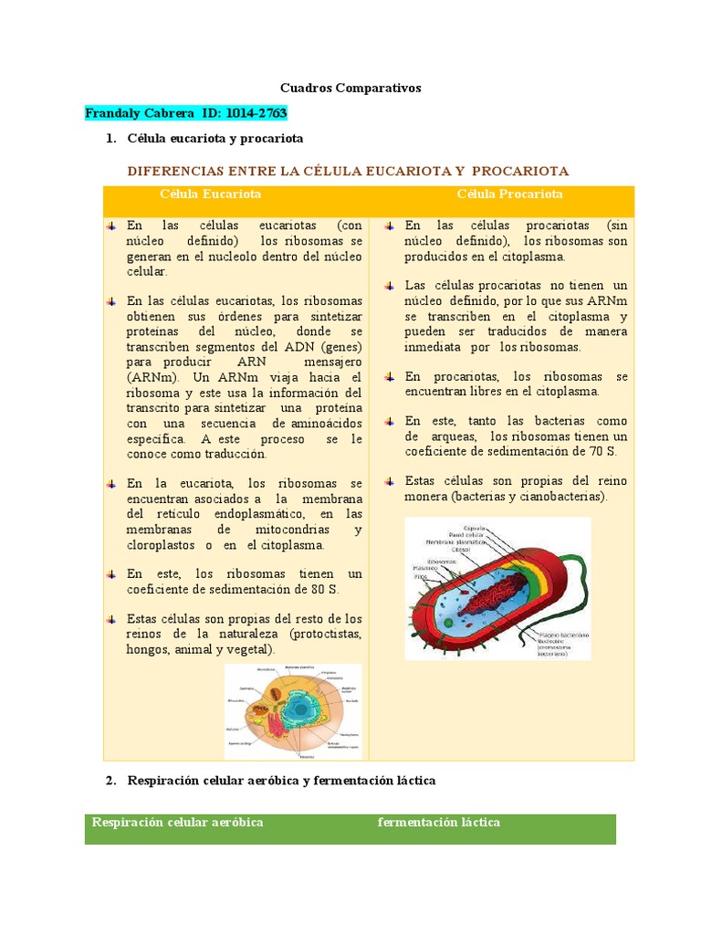 Comparativa de Células Eucariotas y Procariotas | PDF | Ribosoma ...