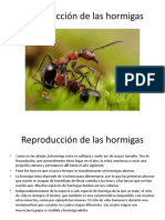 Reproducción de Las Hormigas
