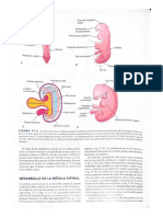 Desarrolo Embrionario MD