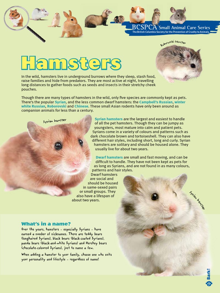 Picture of Hamster Care Guide | PDF | Cricetidae