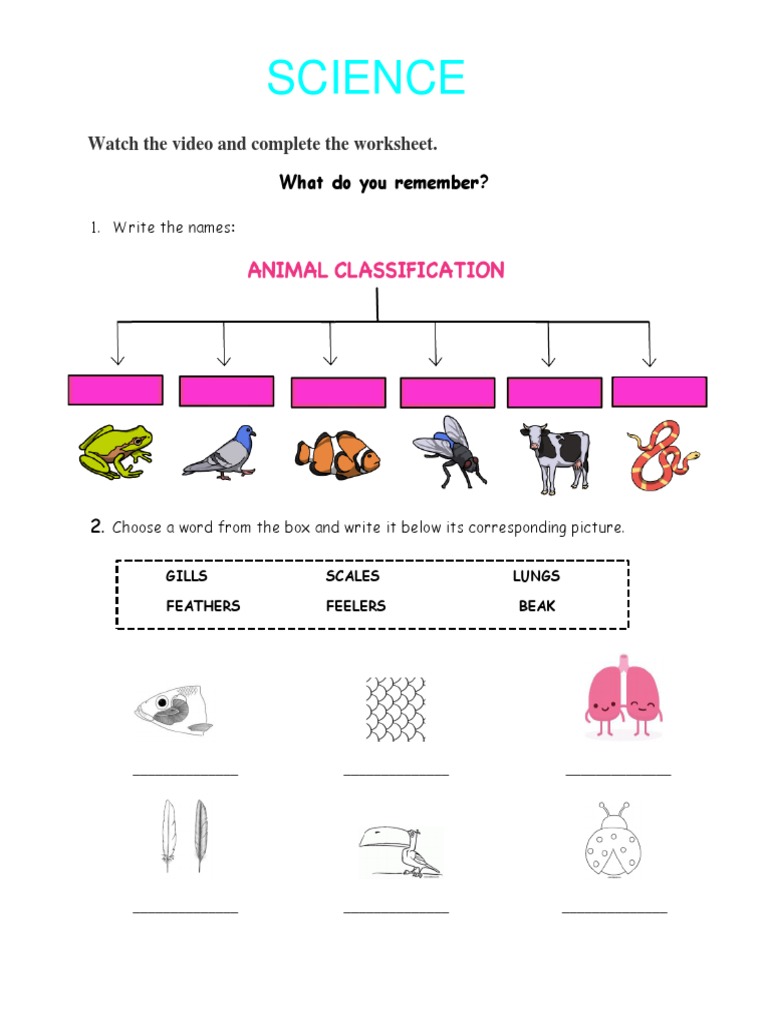 Animal Classification Worksheet PDF