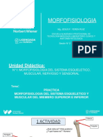 2sem - 2 SESION - PRACTICA Morfofisiologia MMSS Y MMII