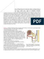 Sistemul Excretor