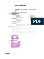 Anatomía e Histología Del Sistema Respiratorio Inferior