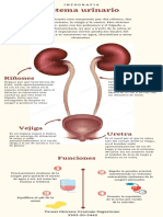 Infografía Sistema Urinario