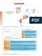 Hepatology at A Glance