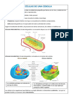 Las Células de Una Cebolla