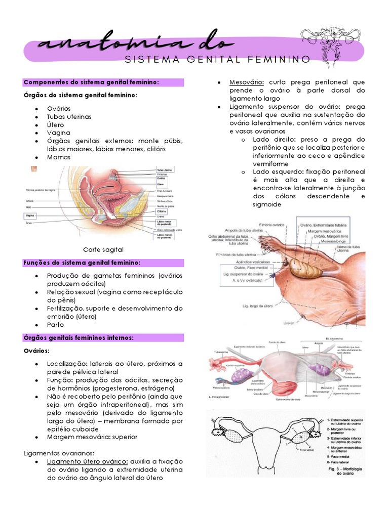 Anatomia Do Sistema Genital Feminino | PDF | Seio | Útero