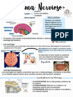 Sistema Nervioso