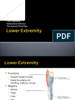 Lower Extremity