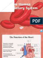 t2 S 427 Year 6 Human Body Circulatory System Lesson Teaching Powerpoint Ver 7