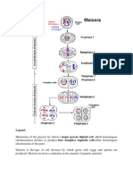 Meiosis Illustration: How a Single Parent Cell Divides to Produce Four Daughter Cells