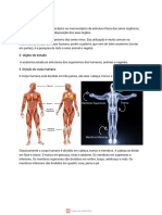 Anatomia