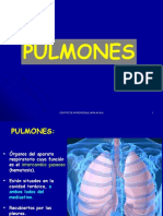 Caja - Pulmones 1