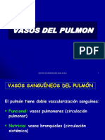 Caja - Pulmones 2