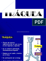 Caja - Tráquea