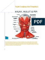 Daftar Otot Wajah Lengkap Dan Fungsinya