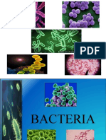 Bacteria Final