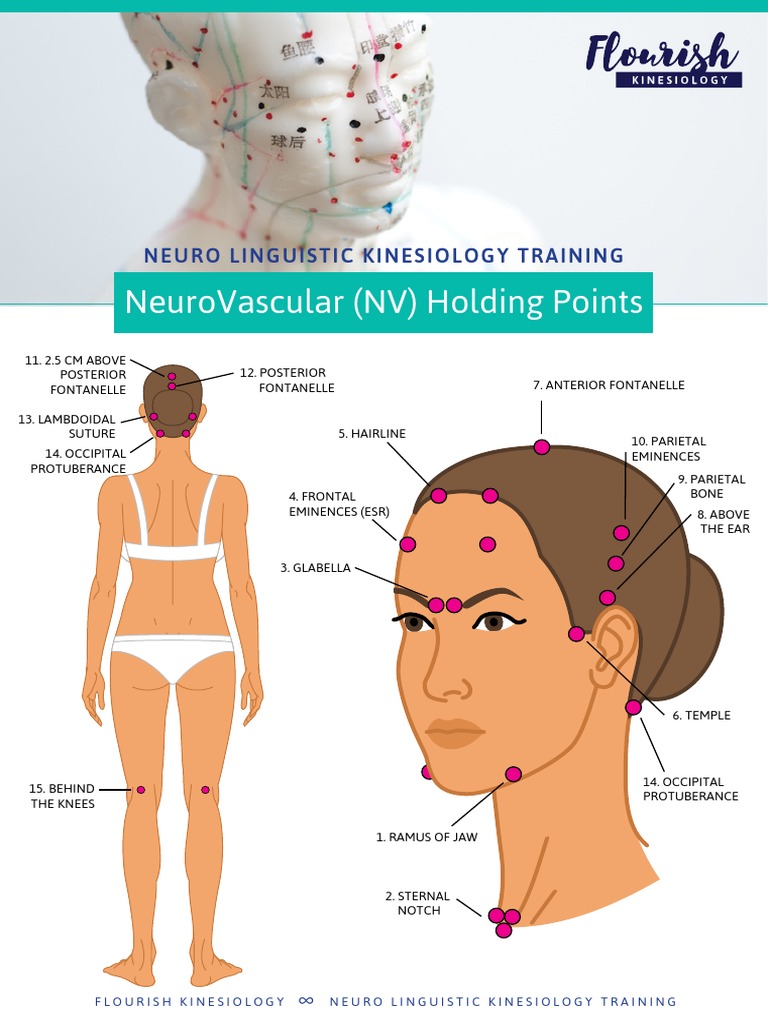 Neurovascular Holding Points Overview | PDF | Fetus | Skeletal Muscle