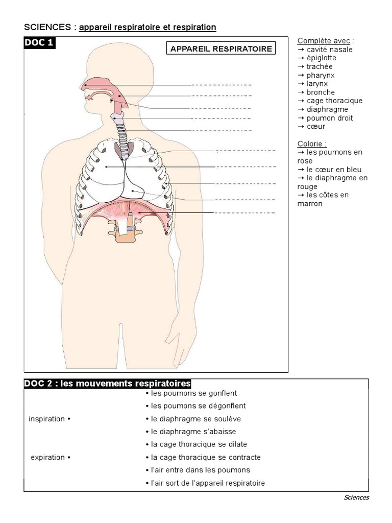 Appareil Respiratoire Et Respiration, PDF, Système respiratoire