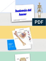 Anatomia Del Hueso
