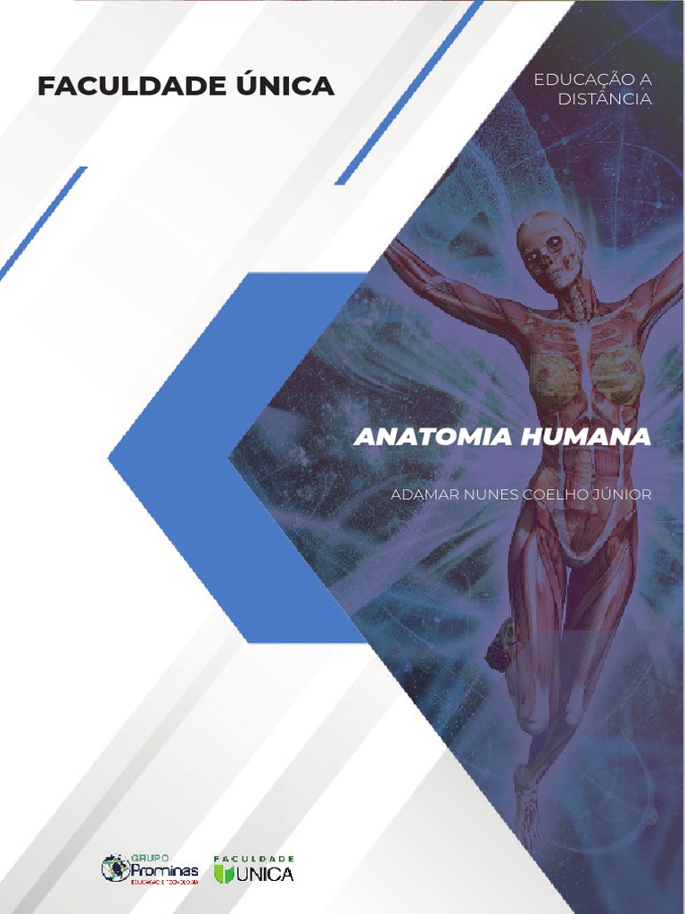 FGA Modelo educativo sistema nervoso humano modelo anatômico anatomia do  nervo cerebroespinal nervoso central, adequado para ensino médico