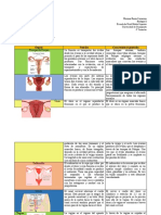 Aparato Reproductor - Mariana Baeza Camarena - 4D