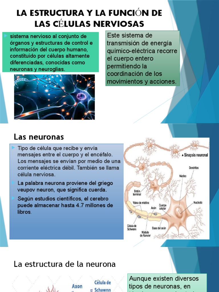 Estructura y funciones de las neuronas | PDF | Sinapsis | Neurona